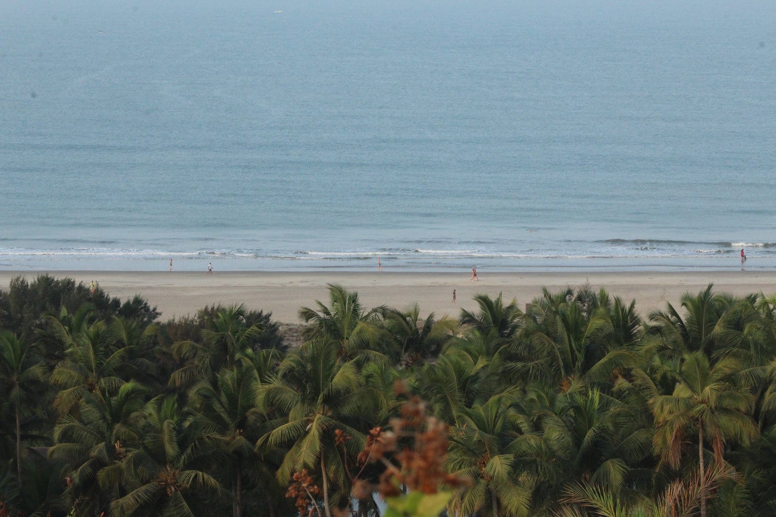 Coconut palms giving way to the sea along the Goan coast